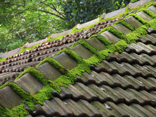 Démoussage de toiture à Sept-Meules